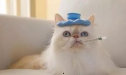 娱乐吃瓜菌猫猫,揭秘娱乐圈那些不为人知的幕后故事