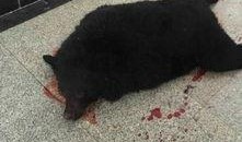 黑龙江黑熊爆料视频播放,黑龙江神秘事件真相揭晓