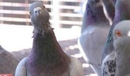 鸽子朋友爆料视频,揭秘视频背后的惊人真相