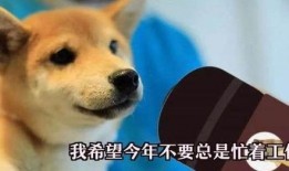 一个狗狗最新爆料视频播放,揭秘宠物界的秘密生活