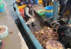 青岛海边爆料最新消息,惊现神秘海生物引发热议