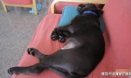 女子爆料老公喝醉酒视频