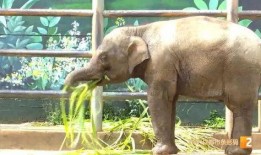 小象莫莉首次爆料视频,独家爆料背后的故事