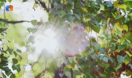 透光的树 在线观看,探寻自然之美