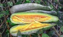 网红条子吃瓜视频,揭秘娱乐圈幕后真相