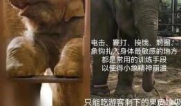 小象莫莉首次爆料视频,独家爆料背后的故事