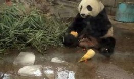 天津动物园爆料视频大全,揭秘动物日常与趣事瞬间