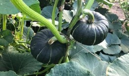 网红条子吃瓜视频,揭秘娱乐圈幕后真相