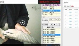 鸽子朋友爆料视频,揭秘视频背后的惊人真相