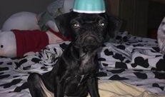 巴哥爆料最新人物,揭秘娱乐圈新晋人气明星的崛起之路