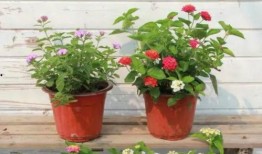 双合拆迁爆料视频大全,揭秘拆迁背后的真相与争议