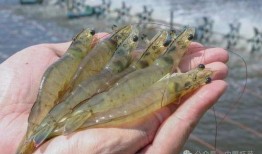 养殖对虾爆料方法视频,视频教程深度解析