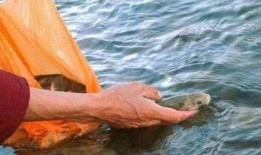 娱乐吃瓜酱英国水葬