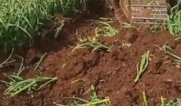 农村爆料大结局视频,真相大白，正义得以伸张